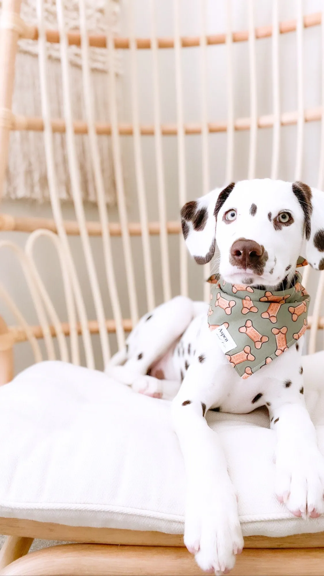 Bones Day - Dog Bandana